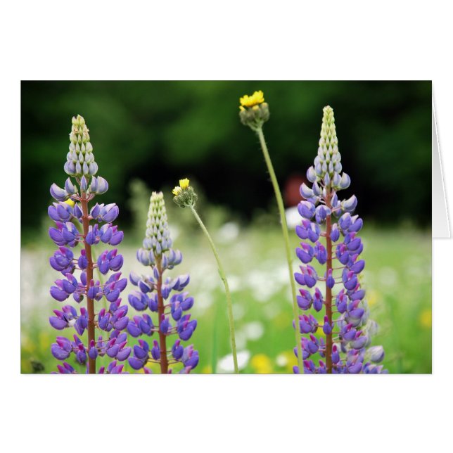 Carte Mountain Lupine (Devant horizontal)