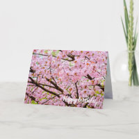 Mousse Rose De Cerisier Fleurit Sur Les Sakura Tre