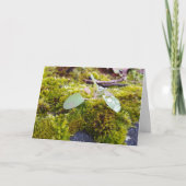 Carte Mousses avec de minuscules Fleurs, Éveil de printe (Devant)