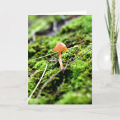 Carte Mousses et lichens avec de minuscules champignons (Devant)