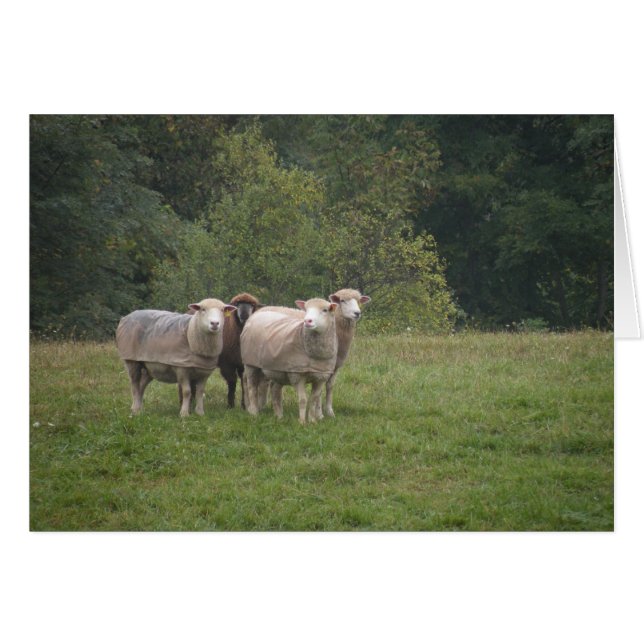 Carte mouton (Devant horizontal)