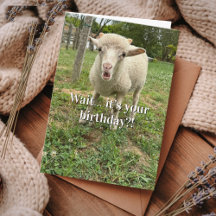 Mouton drôle d'anniversaire Surprise visage Ferme