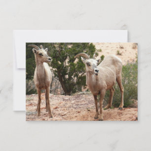 Carte Moutons à cornes amusants à Zion National Park