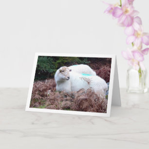 Carte Moutons dans la vallée de Cwm Llan