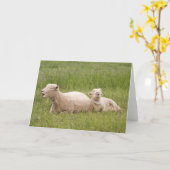 Carte Moutons de chant (Fleur jaune)