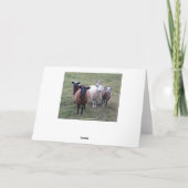 Carte Moutons du Vermont de joyeux anniversaire en (Dos)