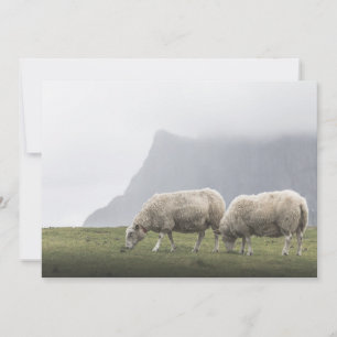 Carte Moutons en Pâturage Photo de Nature