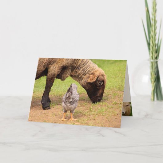 Carte Moutons Et Poulets Chers Amis Anniversaire (Devant)