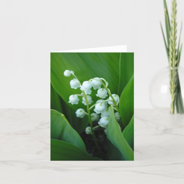  Cartes  de v ux Le Muguet  Zazzle be