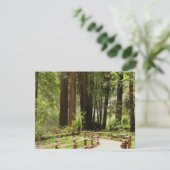 Carte Muir Woods Chemin I Nature Photographie (Debout devant)