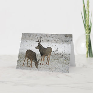 Carte Mule deer bue et doe