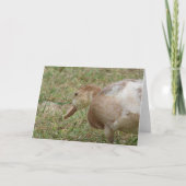 Carte Mule Duck (Devant)