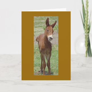Carte Mule Greeting Card