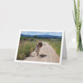 Carte Mulet espagnol sur route de campagne (Devant)