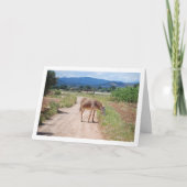 Carte Mulet espagnol sur route de campagne (Devant)