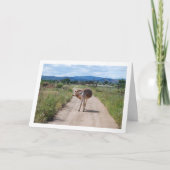 Carte Mulet espagnol sur route de campagne (Devant)