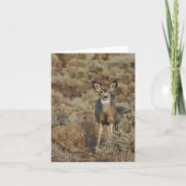 Carte Muley in the Sage - 4" x 5.6" Notecard (Devant)