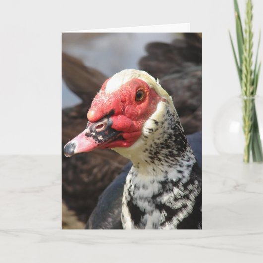 Carte Muscovy Drake (Devant)
