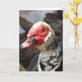 Carte Muscovy Drake (Fleur jaune)