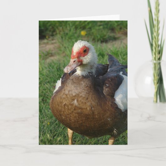Carte Muscovy Hen (Devant)