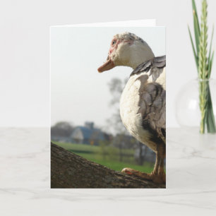Carte Muscovy Hen dans un arbre