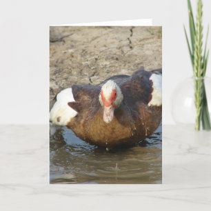 Carte Muscovy Hen Jouer dans une flaque