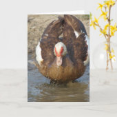 Carte Muscovy Hen Jouer dans une flaque (Fleur jaune)