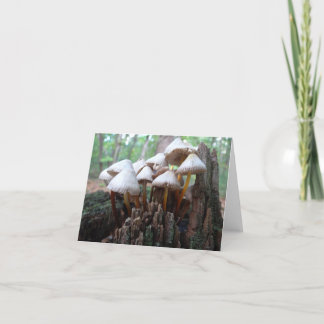 Carte Mushrooms on Old Stump Notecard