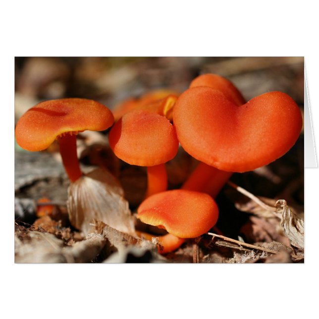 Carte Nature des champignons orange (Devant Horizontal)