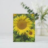 Carte nature, fleur, été, tournesol, fleur, fleur, flora (Debout devant)