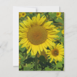 Carte nature, fleur, été, tournesol, floraison, floral