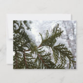 Carte Neige sur les branches À feuillage persistant (Devant)