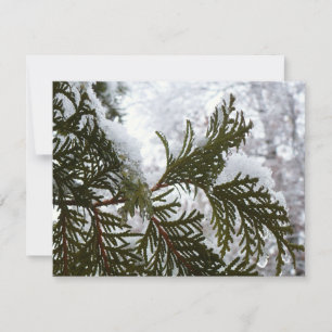 Carte Neige sur les branches À feuillage persistant