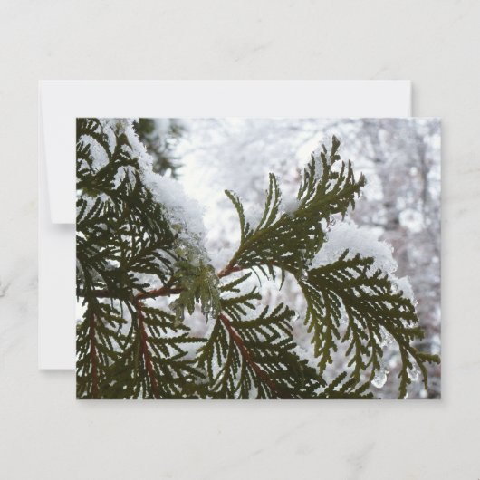Carte Neige sur les branches À feuillage persistant (Devant)