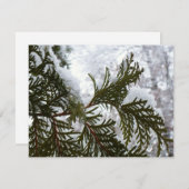 Carte Neige sur les branches À feuillage persistant (Devant / Derrière)