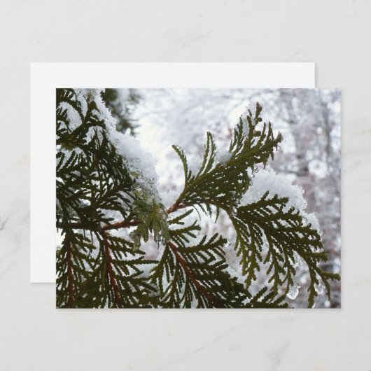Carte Neige sur les branches À feuillage persistant (Devant / Derrière)