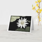 Carte Nénuphar blanc (Fleur jaune)