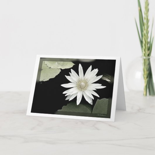 Carte Nénuphar blanc (Devant)