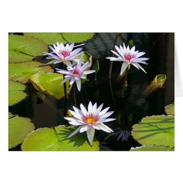 Carte Nénuphar Lotus blanche (Devant horizontal)