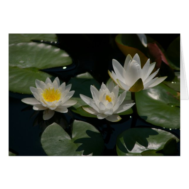 Carte Nénuphar Lotus blanche (Devant horizontal)