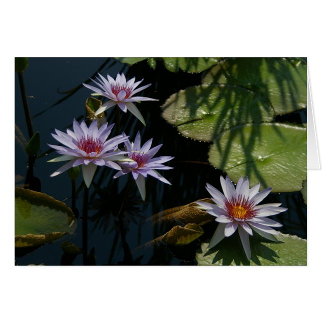 Carte Nénuphar Lotus blanche (Devant horizontal)