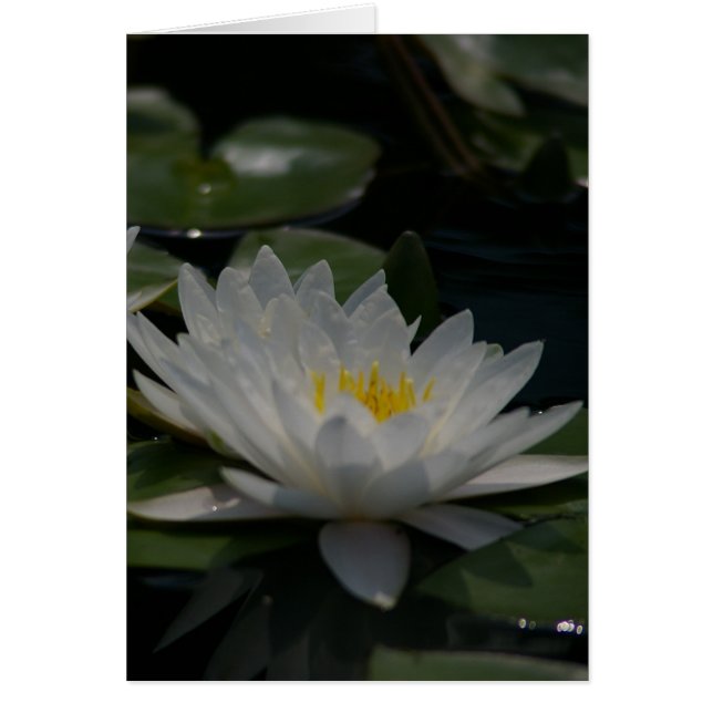 Carte Nénuphar Lotus blanche (Devant)