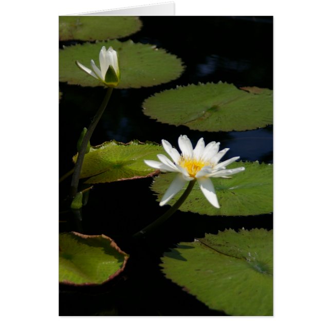 Carte Nénuphar Lotus blanche (Devant)