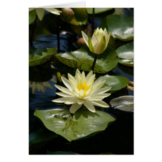 Carte Nénuphar Lotus blanche (Devant)