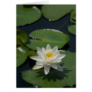 Carte Nénuphar Lotus blanche