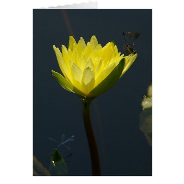 Carte Nénuphar Lotus Jaune (Devant)