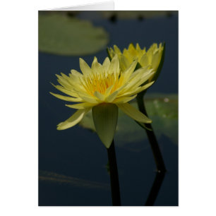 Carte Nénuphar Lotus Jaune