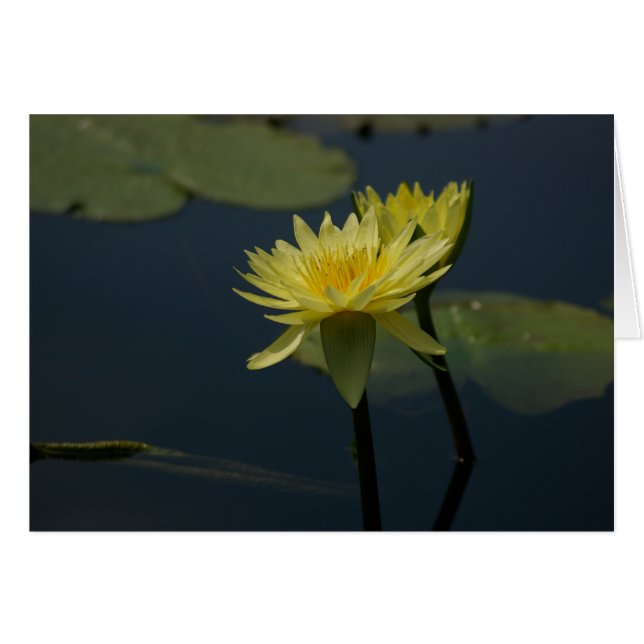 Carte Nénuphar Lotus Jaune (Devant horizontal)