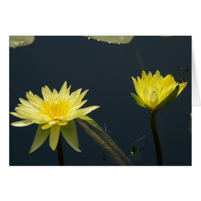 Carte Nénuphar Lotus Jaune (Devant horizontal)