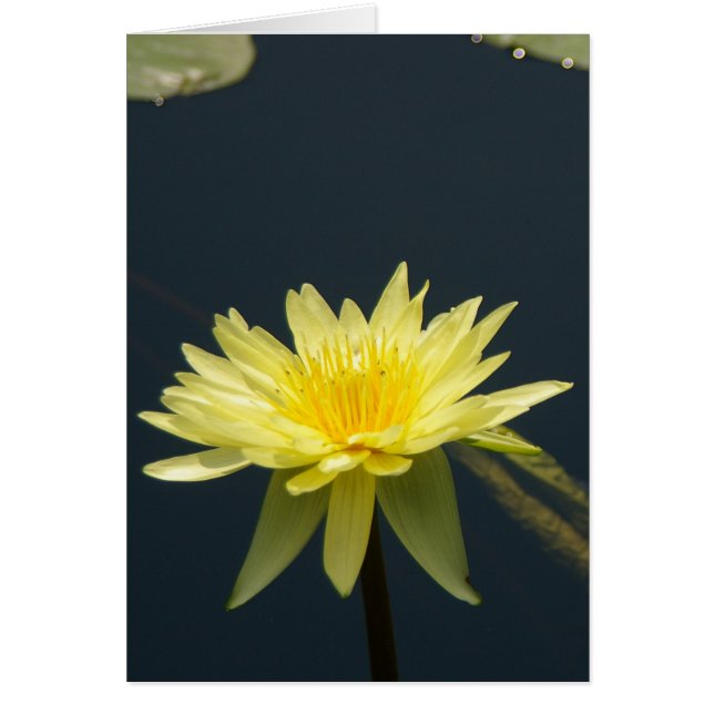 Carte Nénuphar Lotus Jaune (Devant)